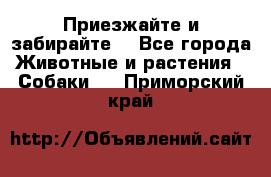 Приезжайте и забирайте. - Все города Животные и растения » Собаки   . Приморский край